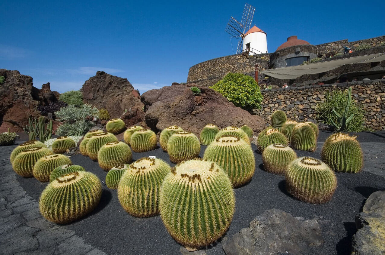 Iles Canaries, Lanzarote, Cactus