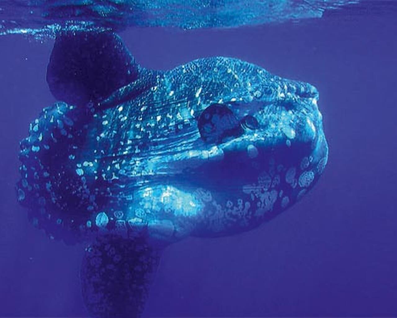Voyages à Pico aux Açores, baleine