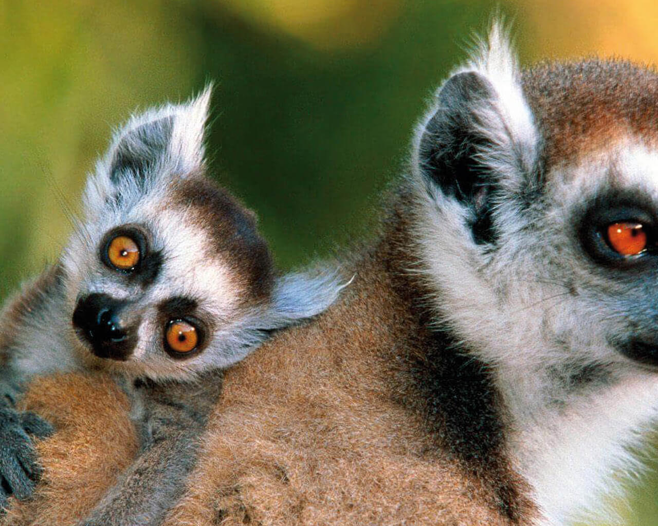 Voyage à Madagascar, Singes