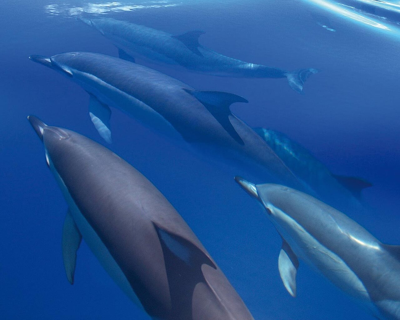 Voyage, Açores, dauphin