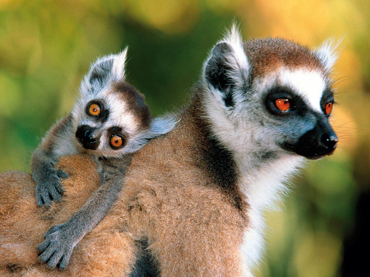Voyages à Madagascar, lemurien