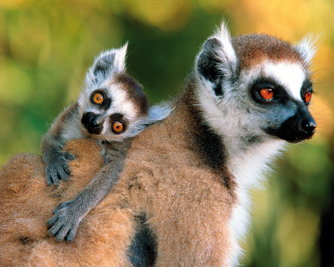 Circuit à Madagascar, lémuriens