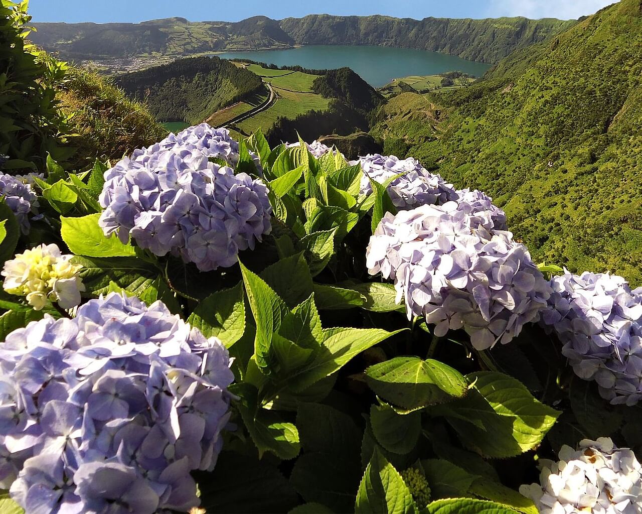 Circuits aux Açores, São Miguel, ortensias