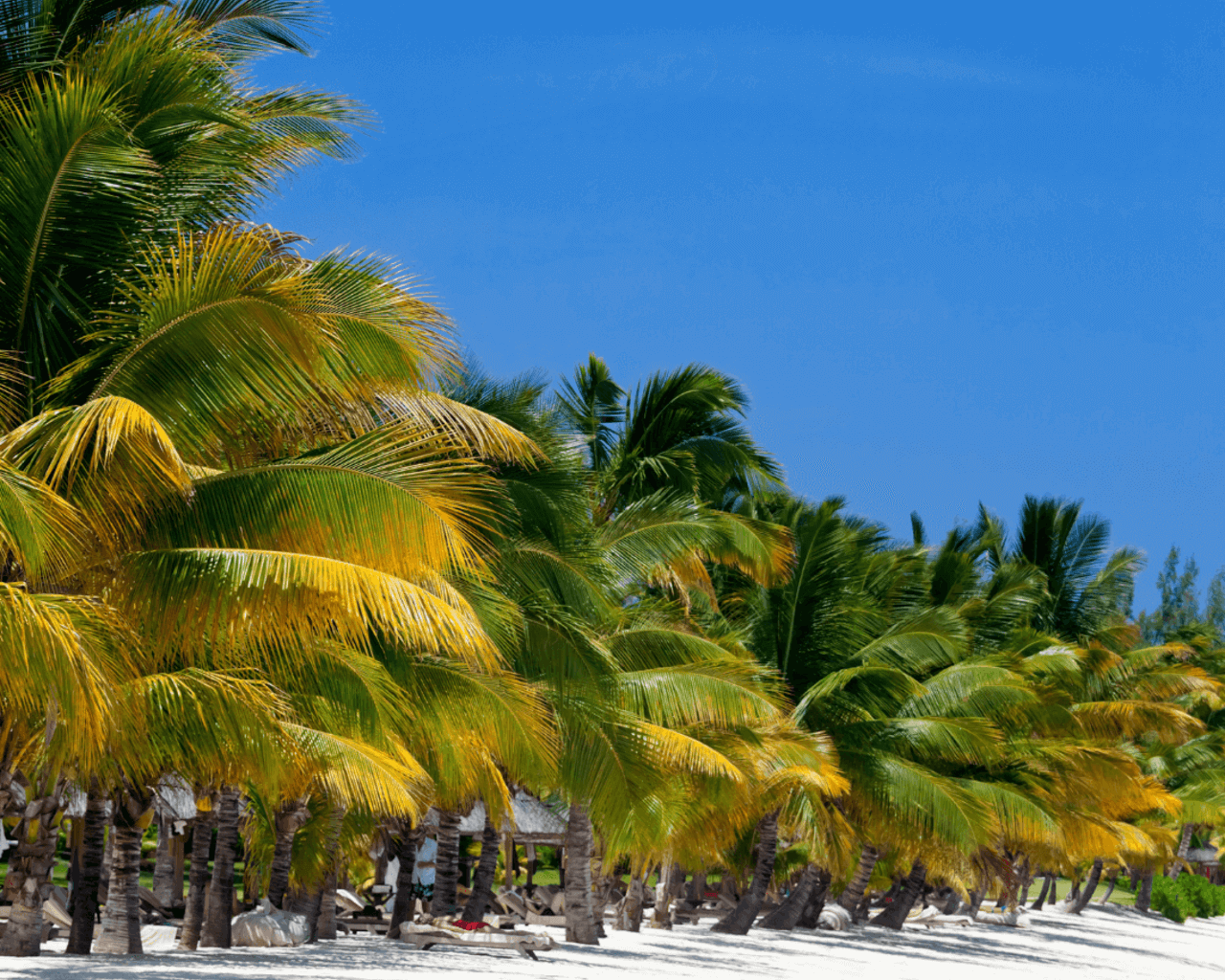 Le Morne, île maurice, plage, soleil, vacances