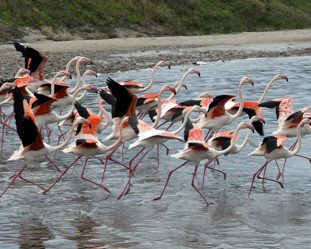 Vacances à Pula, Sardaigne, Italie, Flamant rose