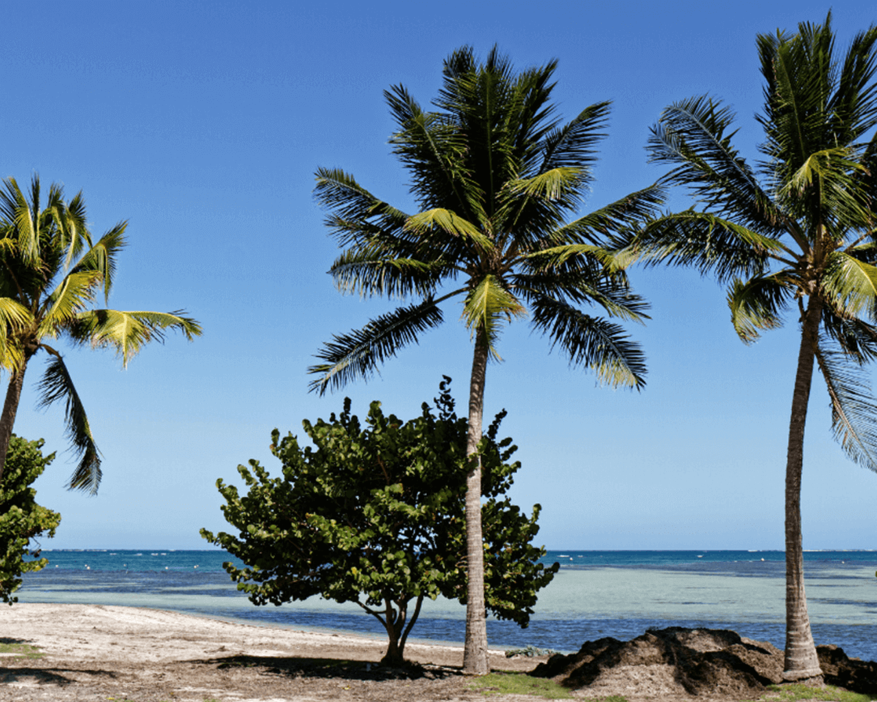 palmier, plage, martiniques, caraibes