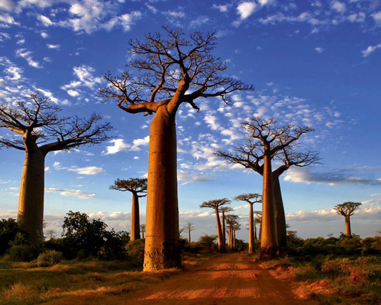 Circuits à Madagascar, baobab