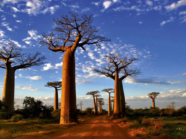 Voyages à Madagascar, baobab