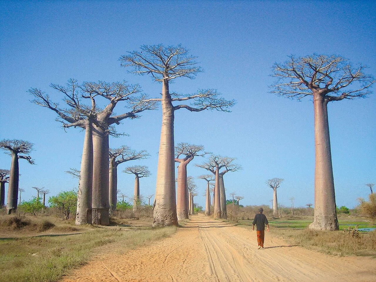 Circuits à Madagascar, allée des baobabs