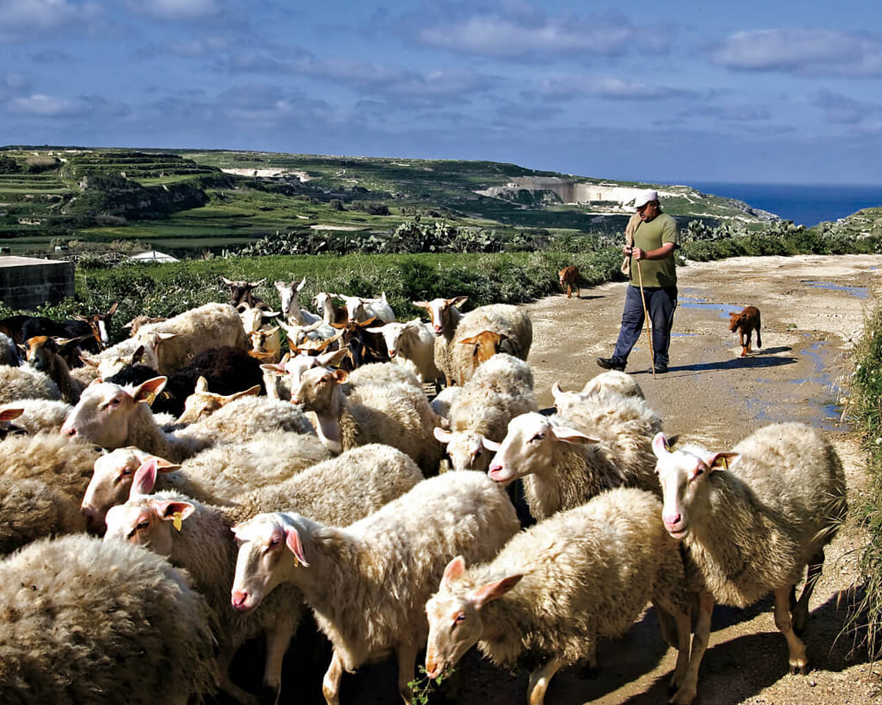 Gozo, Malte, nature, paysages